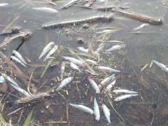 Массовая гибель рыбы. Фото: http://uralweb.ru