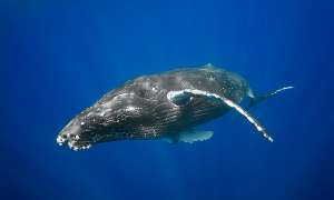 Горбатый кит (на шкуре — следы от паразитов) (фото Cornforth Images).