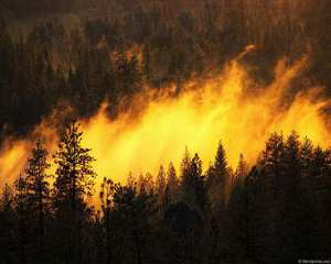 лесной пожар
