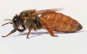 Пчеломатка. Фото: http://propolis-jurnal.ru
