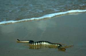 Морская змея (фото Amol Sawant).