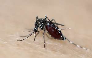 Москит Aedes aegypti (фото Impian).