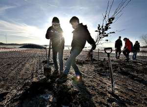 Школьники сажают деревья. Архив. Фото: http://www.gzt.ru