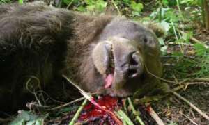 Браконьер, зверски убивший медведей на Камчатке, заплатит 100 тыс. рублей. Фото: Дейта.Ru