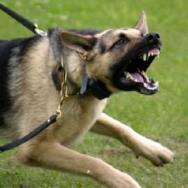 Агрессивные собаки. Фото: http://www.dogjournal.ru