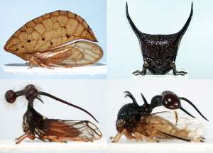 Горбатки (Membracidae) – мастера мимикрии. Выросты на их спинке напоминают семена, колючки, экскременты гусениц и даже целых муравьёв. Выросты также иногда называют шлемами (helmet), так как они расположены сразу за головой (фото B. Prud’homme et al., Nature).