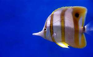 Обитатель рифов Chelmon rostratus. Мальки этой рыбы лишены характерного длинного «хобота». (Фото pieceoflace.)