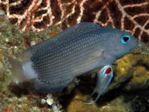 Новый вид рыб, получивший название манонихтисы. ©AFP/HO/Conservation International Indonesia Фото с сайта lenta.ru