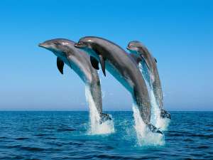 Дельфины. Фото: http://dvarulona.ru