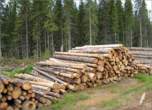 Нелегальные лесозаготовки остаются серьезной проблемой лесного сектора России. Фото: WWF России / Елена Рай