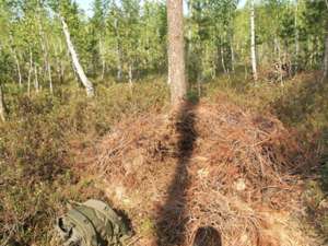 В заповеднике &quot;Брянский лес&quot; обнаружили странную берлогу медведя - она построена в форме шалаша из веток багульника. Фото: http://www.bryansky-les.ru