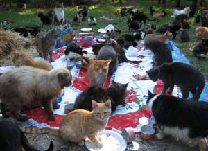 США переживают кошачье наводнение. На снимке — обед в некоммерческом кошачьем приюте Caboodle Ranch (Флорида).