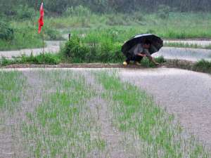 Китай страдает от наводнения после тяжелой засухи, погибли миллионы гектаров посевов. Фото: http://reuters.com