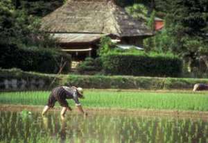 Выращивание риса. Фото: http://www.panasia.ru