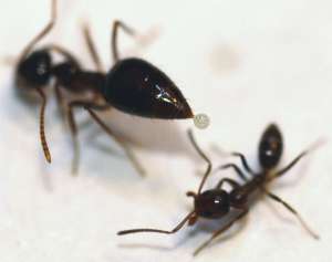 Зимний муравей предпринимает химическую атаку на аргентинского захватчика. (Фото авторов исследования.)