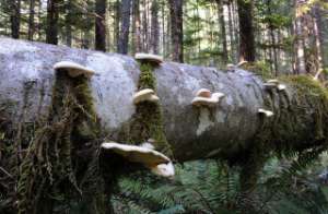 Вёшенки (Pleurotus ostreatus), как и многие другие грибы, питаются целлюлозой. По этой причине они растут на стволах погибших деревьев. Но в составе подгузников также много этого грубого материала (фото furtwangl/Flickr.com).