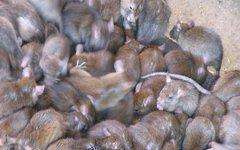 Крысы и мыши оккупировали египетский курорт Порт-Саид. Фото: http://www.km.ru