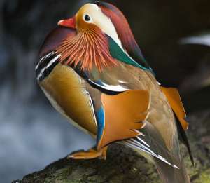 Выдающийся пример разнообразия перьевой расцветки — утка-мандаринка (фото BRJ INC.).