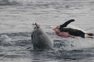 Морской леопард — один из главных «специалистов по пингвинам». (Фото kenigma.)