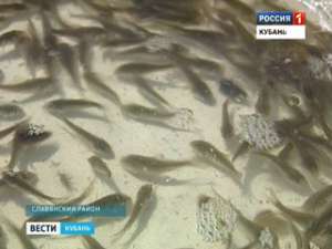 На Кубани вывели новый вид бесчешуйчатого карпа. Фото: Вести.Ru