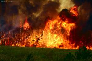 Лесные пожары. Фото: http://newsdnya.ru