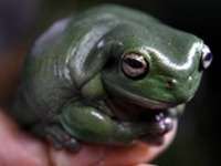 Ученые нашли лягушку с клыками. Фото: http://pravda-team.ru