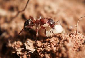 Муравей-рабовладелец с яйцом муравья другого вида (фото msitua).