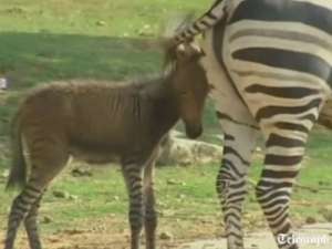 &quot;Зебросел&quot; поразил посетителей китайского зоопарка. Фото: Вести.Ru