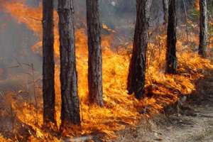 Лесные пожары. Фото: http://primamedia.ru