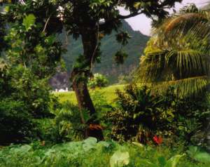 Тропические леса. Фото: http://poseidon.travel