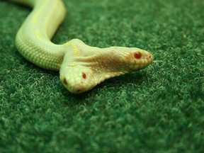 Королевская змея-альбинос. Фото: Ялтинский зоопарк