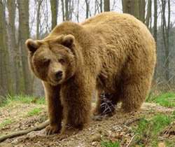 Бурый медведь. Фото: http://bronzeinform.ru