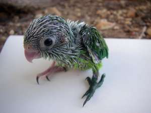 Птенец зеленохвостого воробьиного попугайчика (фото авторов работы).