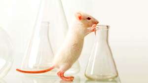 Британские ученые стали чаще экспериментировать на животных. Фото: http://www.jv.ru