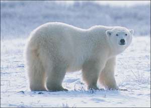 Белый медведь. Фото: http://oboxote.ru