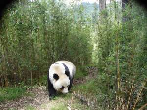 Большая панда (фото siwild).