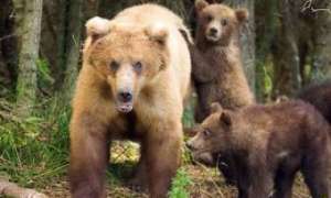 На Камчатке расстреляли семью агрессивных медведей. Фото: Дейта.Ru