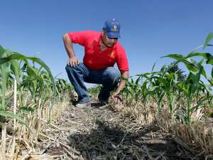 Длительное отсутствие дождя в штате Иллинойс, занимающем второе место в стране по выращиванию кукурузы и соевых бобов, может отрицательно сказаться на будущем урожае. Фото: http://reuters.com/