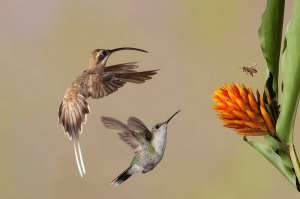 Колибри пытаются отогнать пчелу от цветка. (Фото BobLewis.)