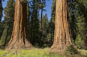 Самые высокие деревья на Земле — секвойи (национальный парк «Секвойя» в Калифорнии; фото The Horned Jack Lizard).
