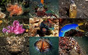 Подводный зоопарк удивительных существ в Индонезии. Фото: http://bigpicture.ru