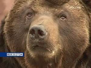 На Камчатке продолжается отстрел медведей. Фото: Вести.Ru