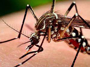 Сингапуру грозит эпидемия лихорадки денге. Фото: http://neo-medical.ru