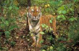 Сегодня в дикой природе осталось всего около 500 амурских тигров. Фото: WWF
