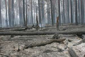 Сгоревший лес. Фото: http://kp.ru
