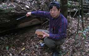 Гриб-гигант вырос на нижней части крупного поваленного дерева, предоставившего ему богатую пищу для роста (фото Yu-Cheng Dai).