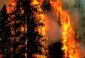 Лесной пожар. Фото: http://www.mosaica.ru
