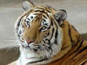 Амурский тигр. Фото: http://nnm.ru