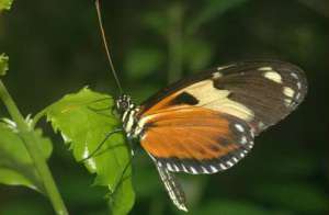 Heliconius numata. Фото: http://butterflying.net