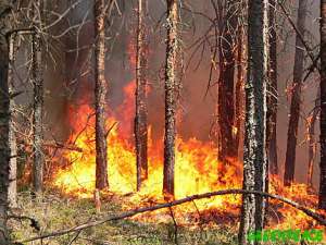 Лесной пожар. Фото: Greenpeace